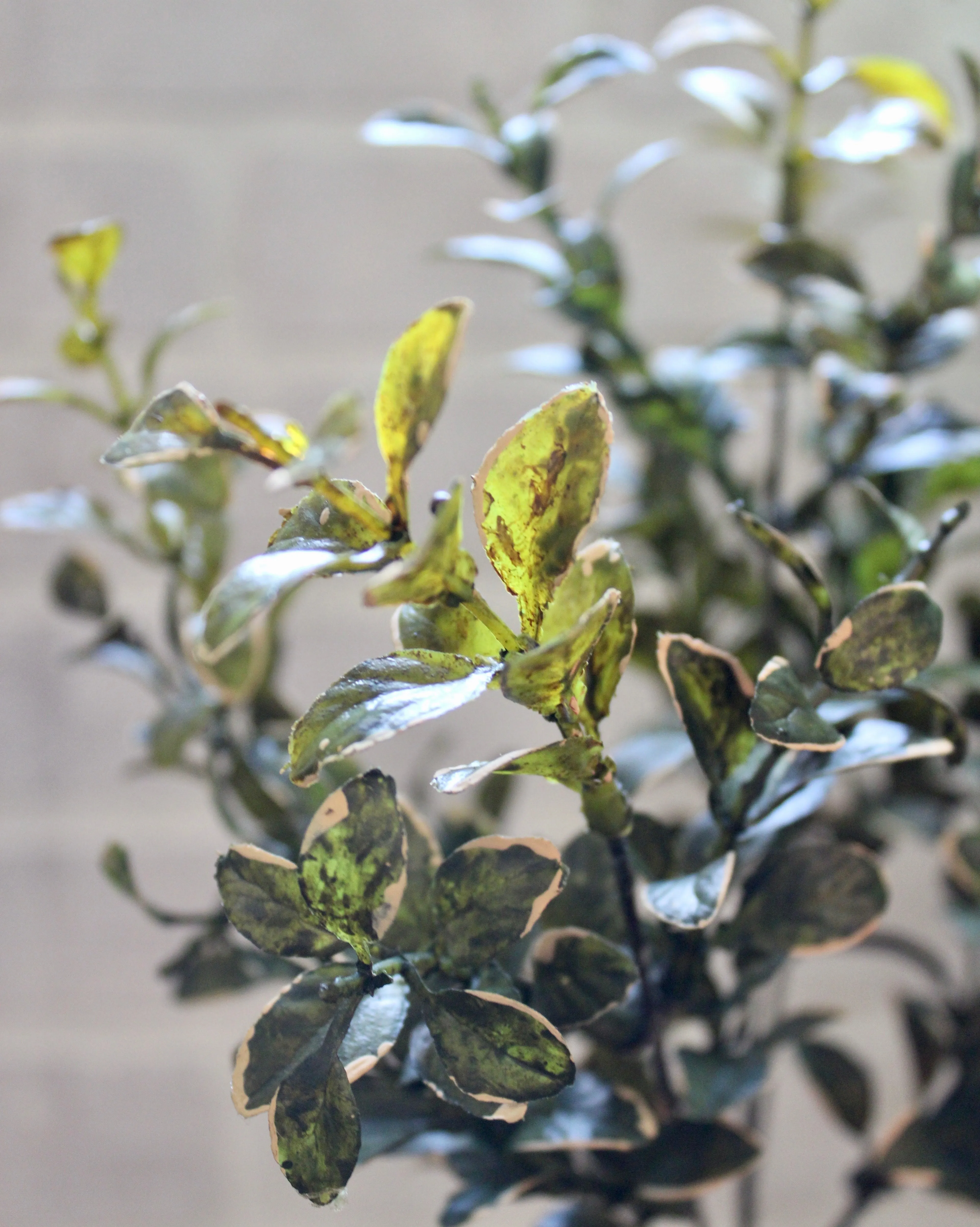 Golden Euonymus Bush