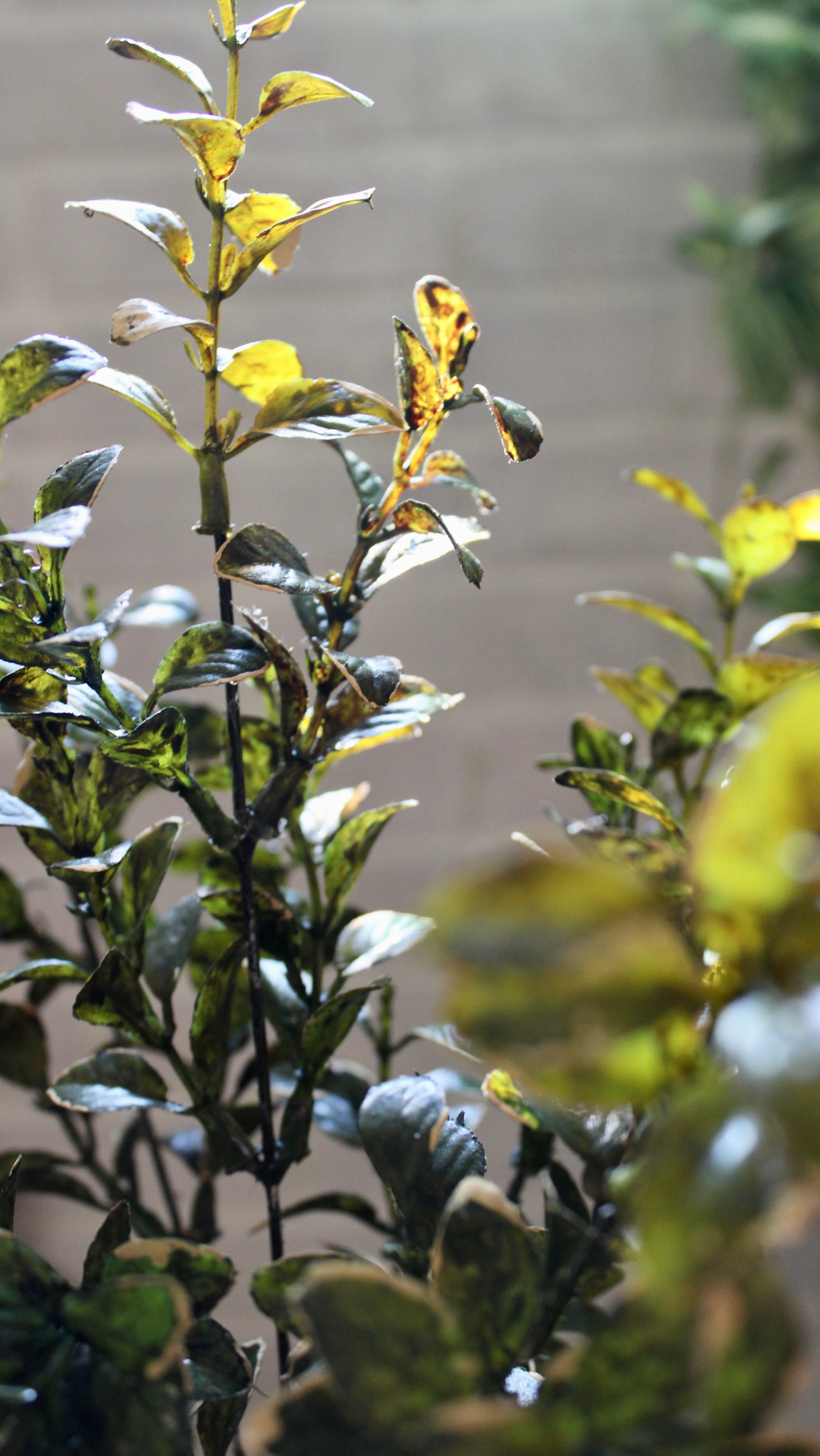 Golden Euonymus Bush