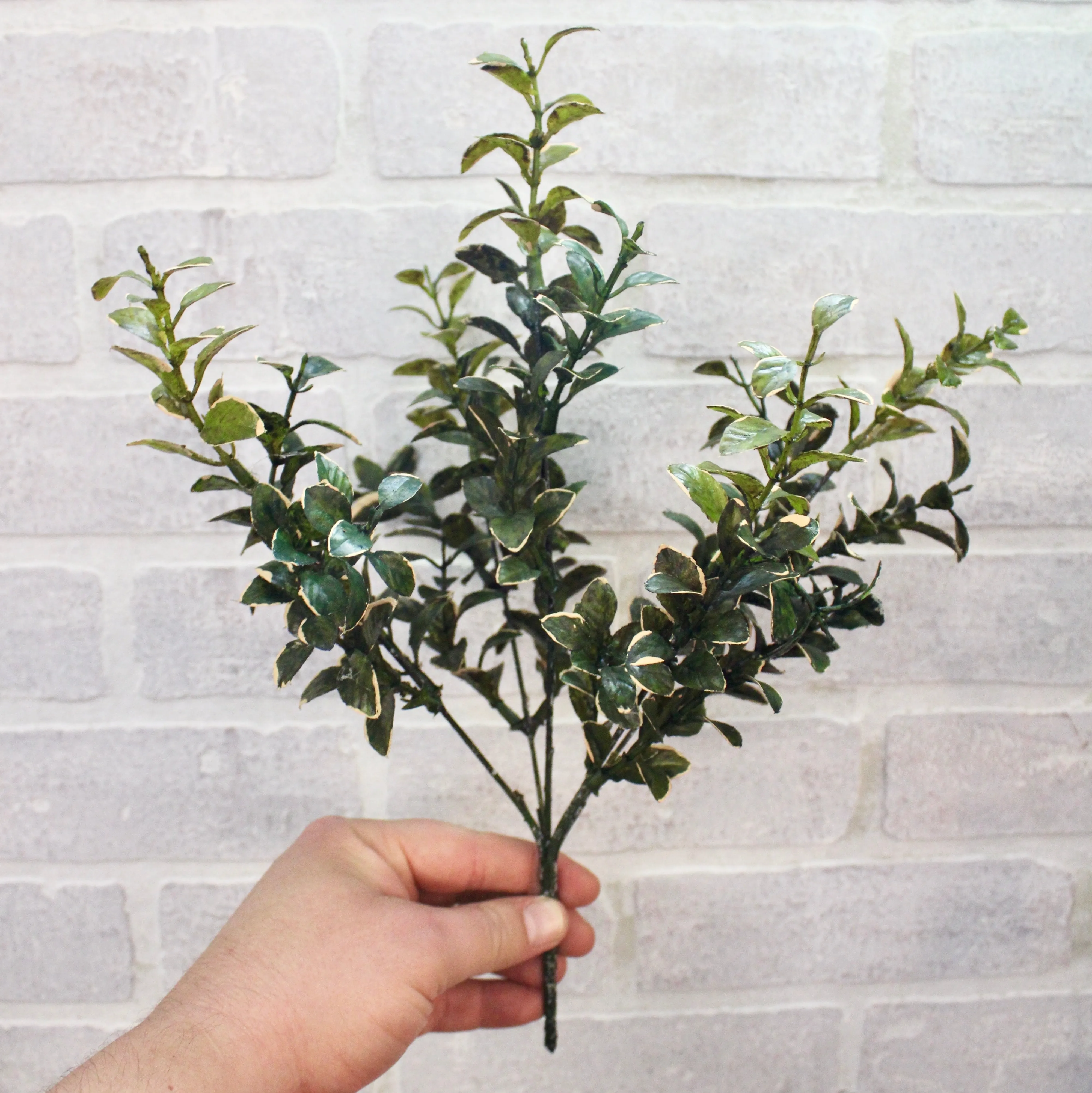 Golden Euonymus Bush