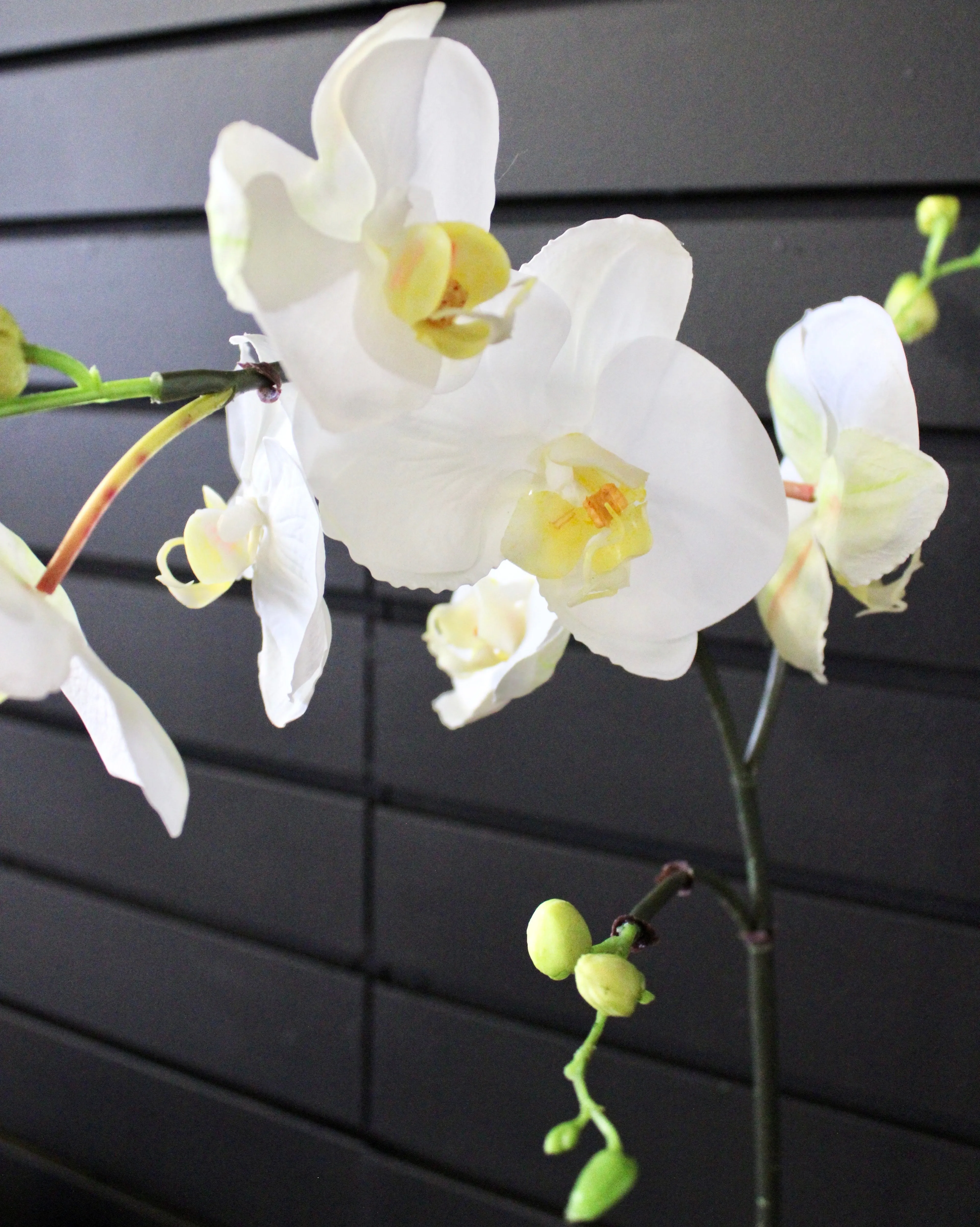 White Phalaenopsis Orchid Stem