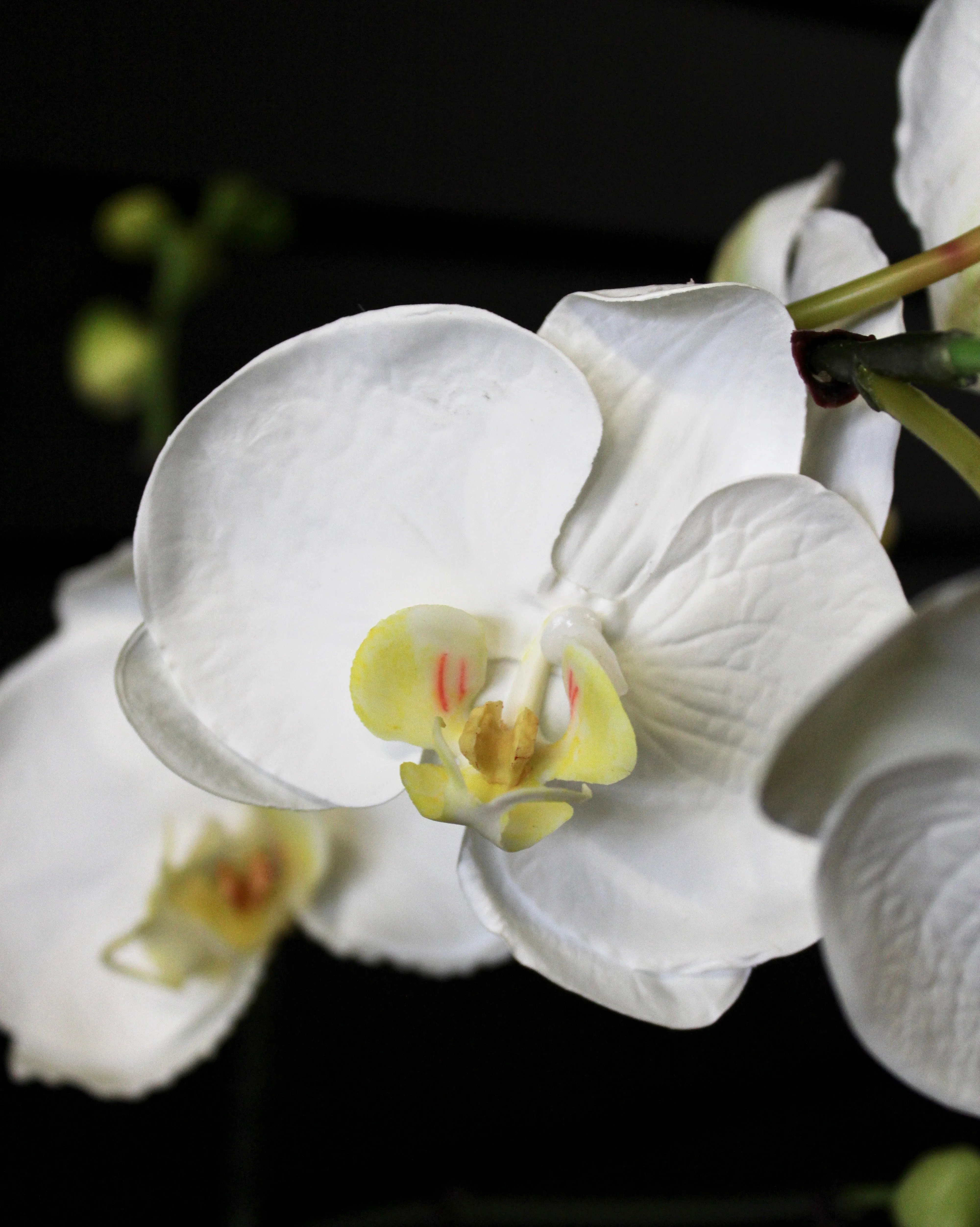 White Phalaenopsis Orchid Stem