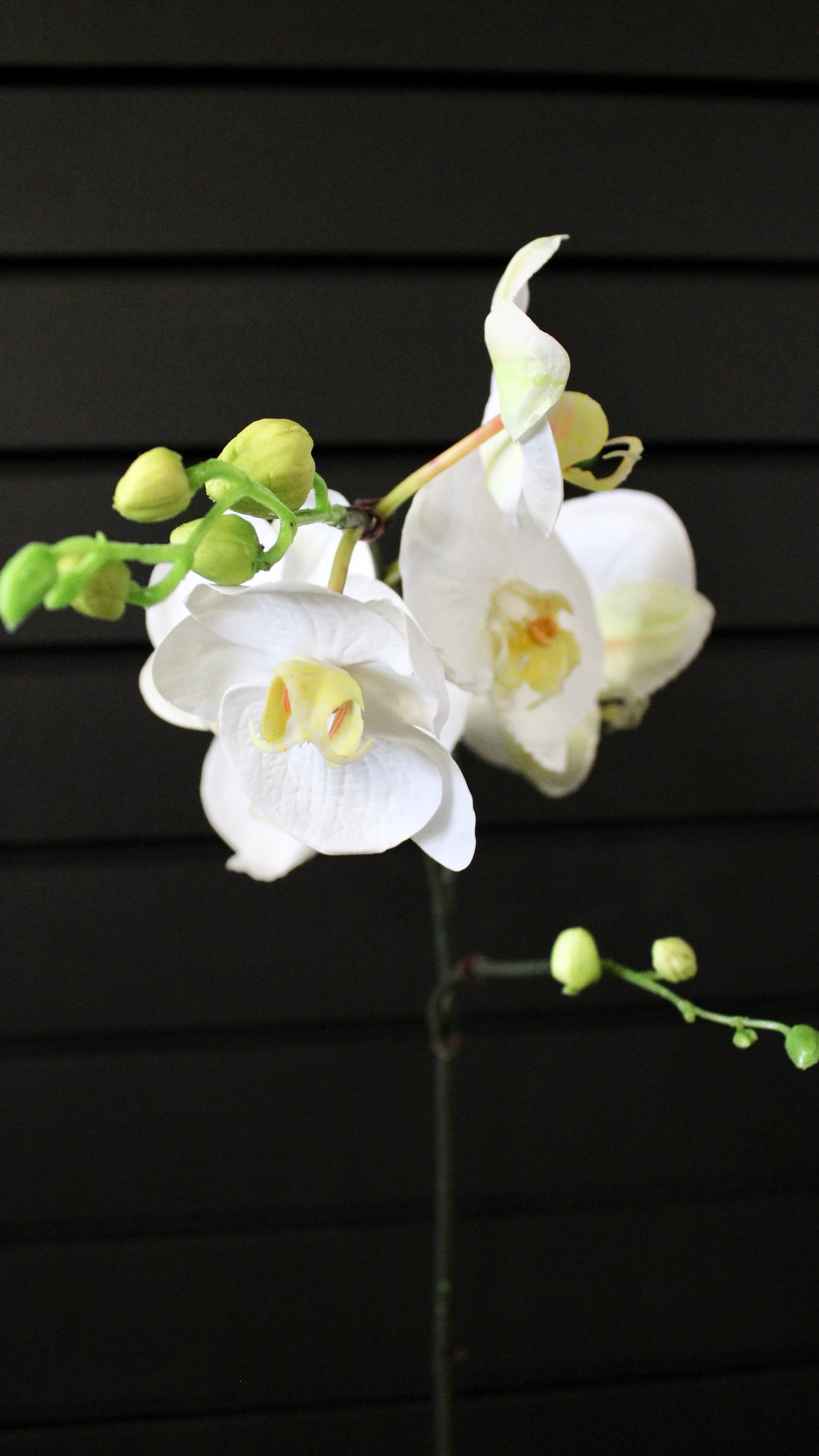 White Phalaenopsis Orchid Stem