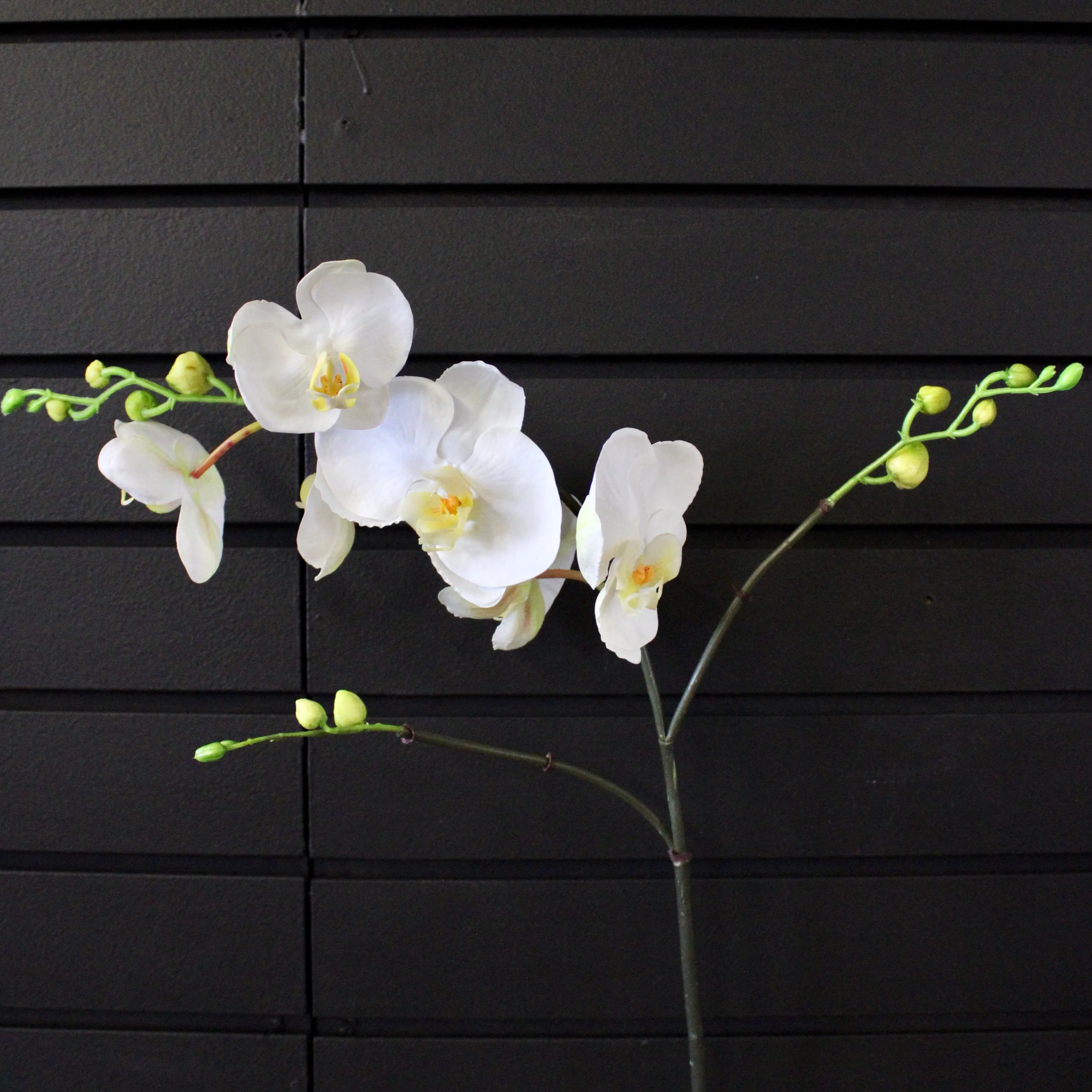 White Phalaenopsis Orchid Stem