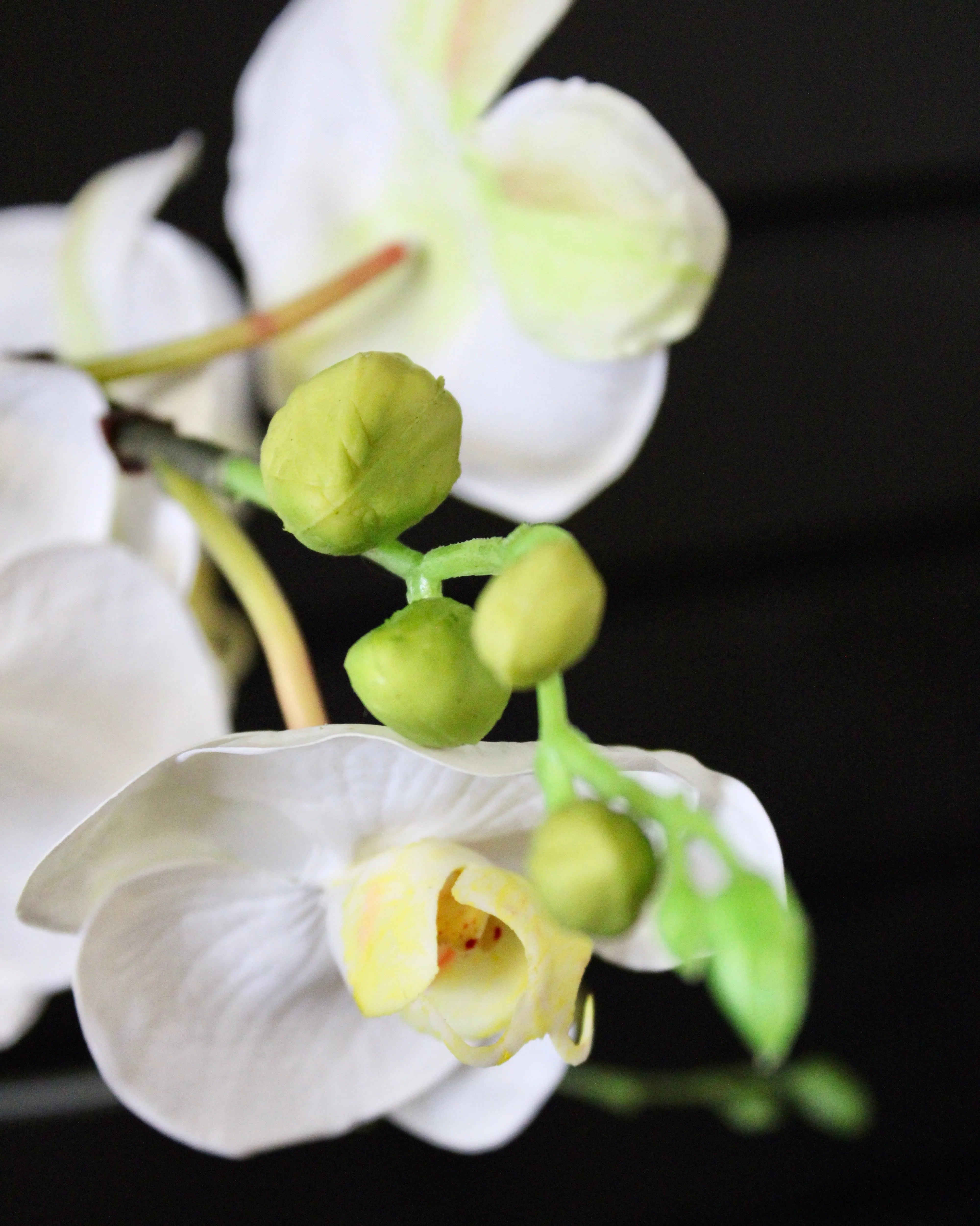 White Phalaenopsis Orchid Stem