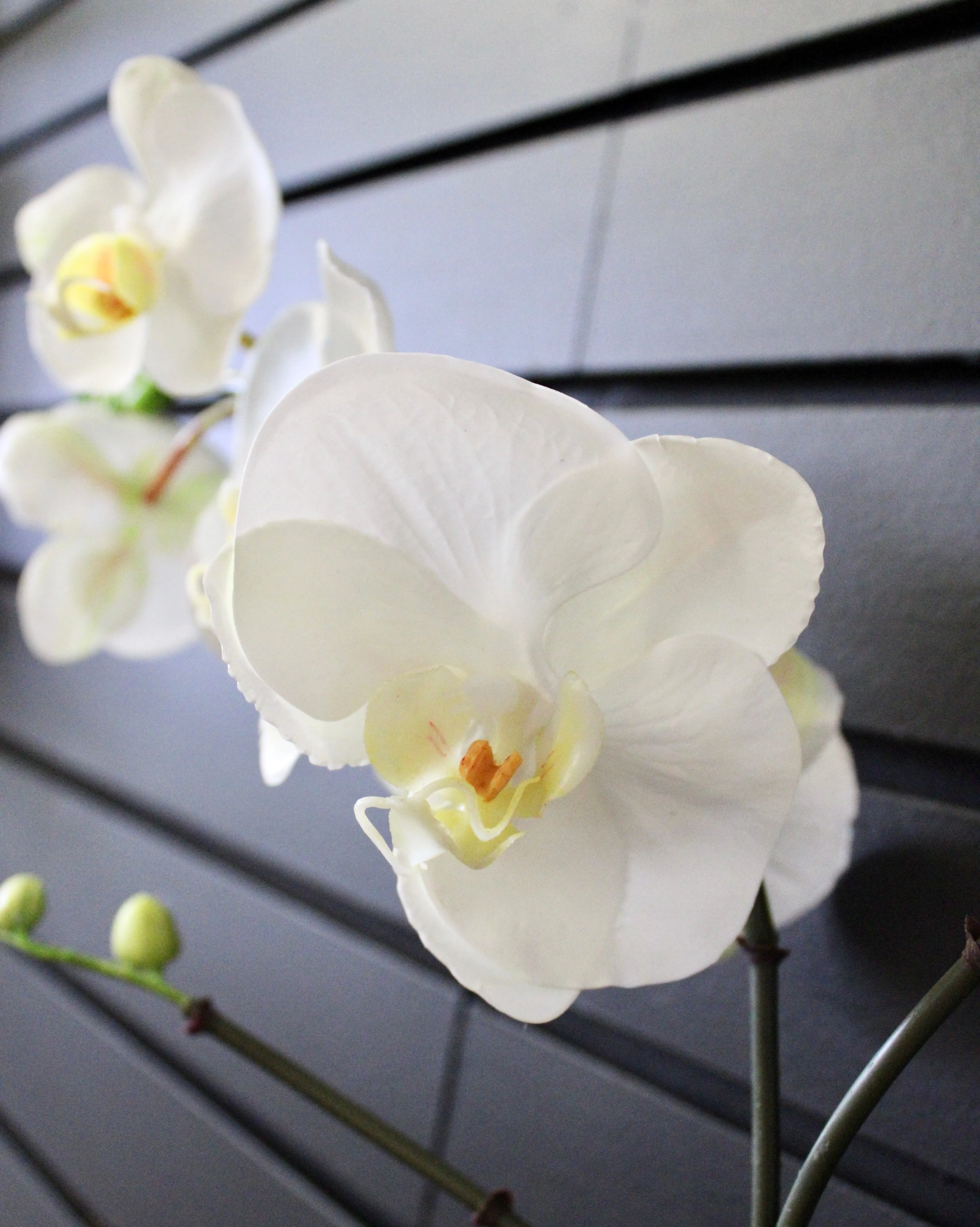 White Phalaenopsis Orchid Stem